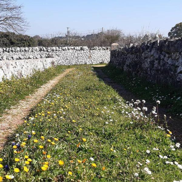 B&B Trulli Sotto La Cupa มาร์ตินาฟรังกา ภายนอก รูปภาพ